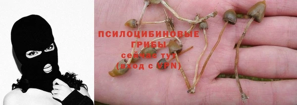 прущие грибы Арсеньев